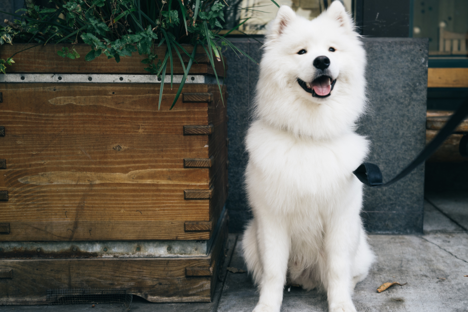 Dog in a restaurant