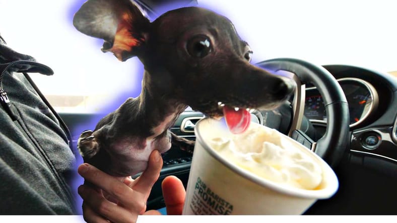 Special needs dog gets treated to her best day ever!