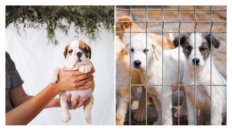 What is a Dog Breeder: Unveiling the Expert's Role