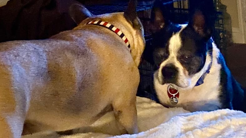 Bennie (adopts with Rockie)