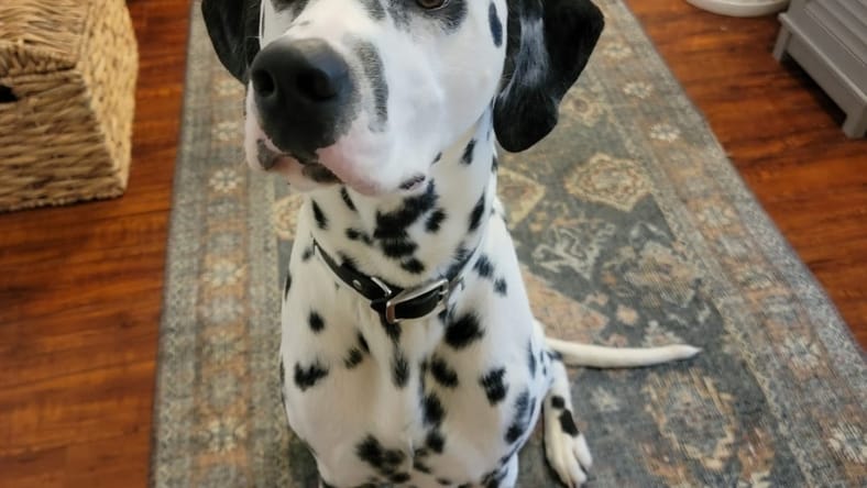 Murphy (Courtesy)