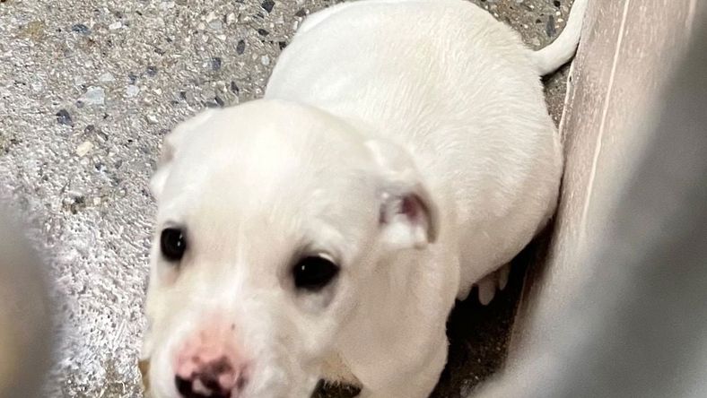 Ethel