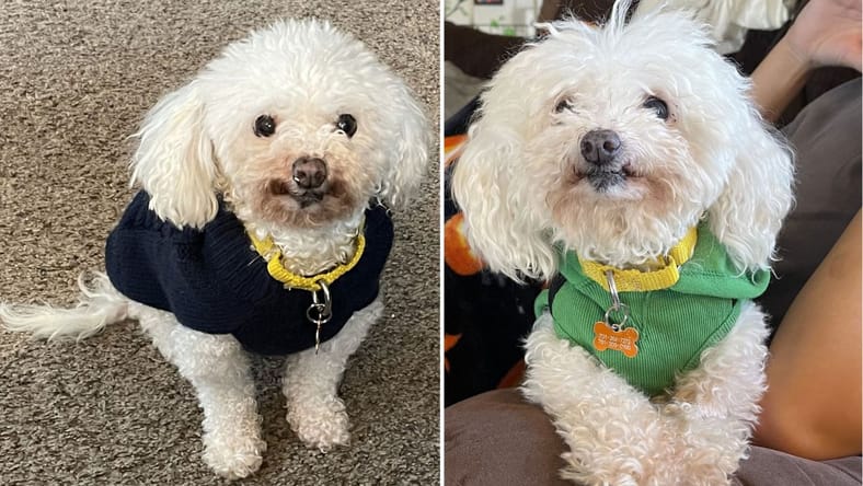 PHEENY　Poodle boa half coat F1B Goldendoodle Puppy Coat : r/Goldendoodles