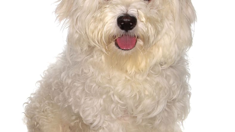 Harvey