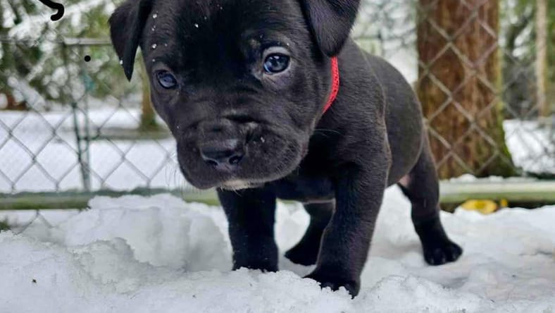 Pebbles - Puppy