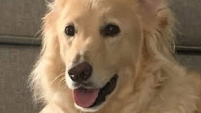 Harley **Courtesy Post - Lives with Owner