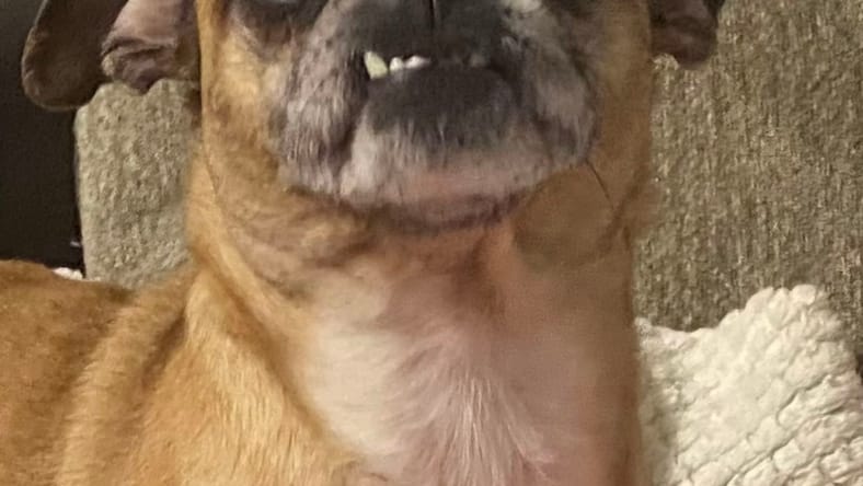 ANNA PUGGLE
