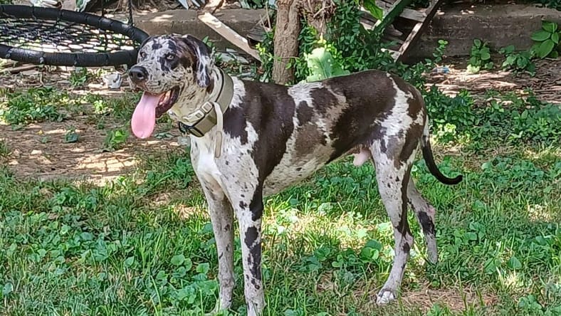 Marley