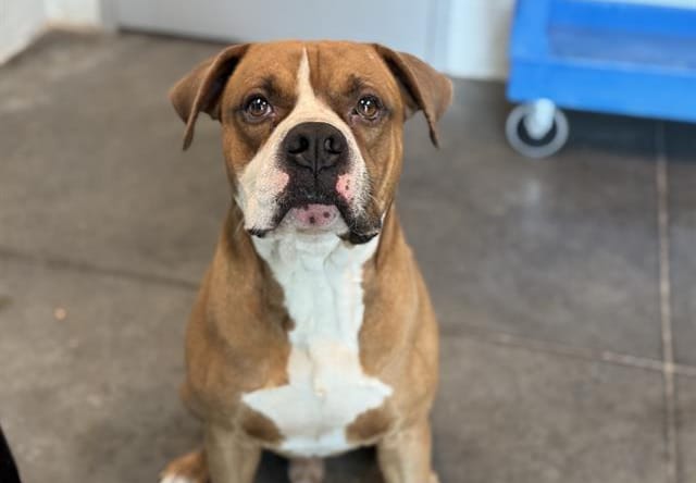 KODA