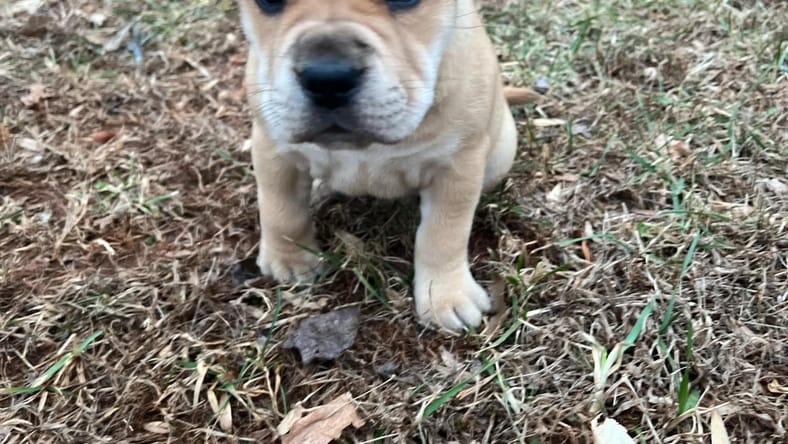 Lady Bird - Shelby Litter