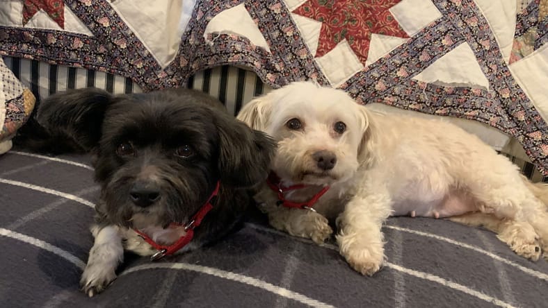 Girlie & Ziggy *Bonded Pair*