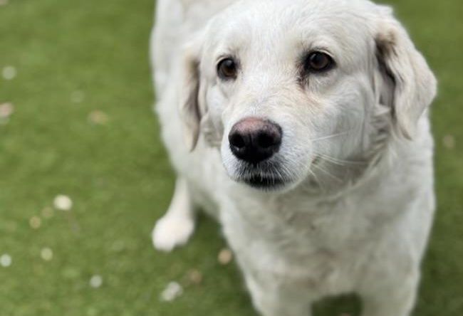 Jasmine - Adoption In Process