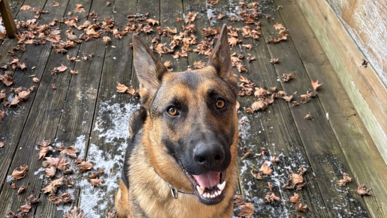 Lulu is in desperate need of a home