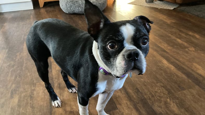 Peggy Sue