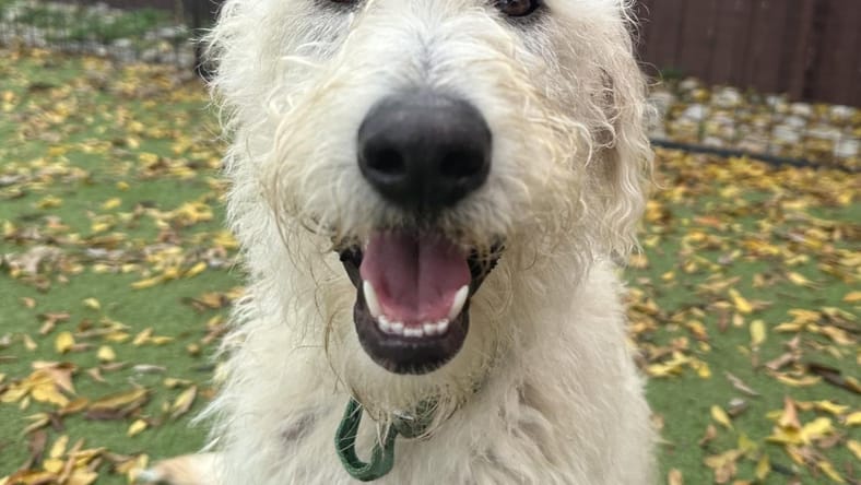 Daisy
