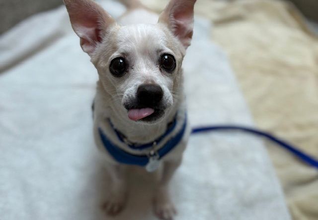 DIAMOND - Chihuahua