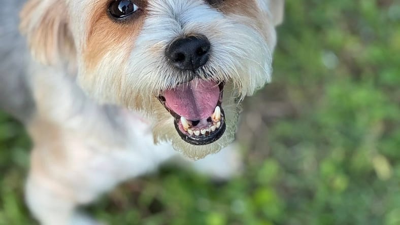 Gigi - Yorkshire Terrier Yorkie