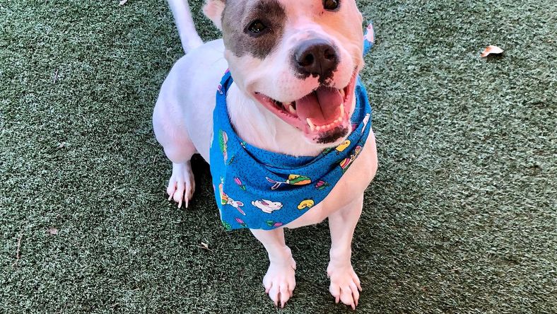 Adorable Addie