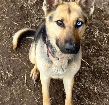 Amka - German Shepherd Dog