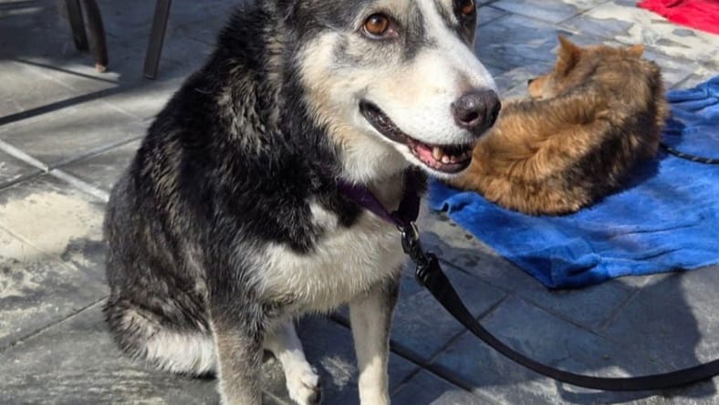 Tamara - Adopt Me! - Siberian Husky