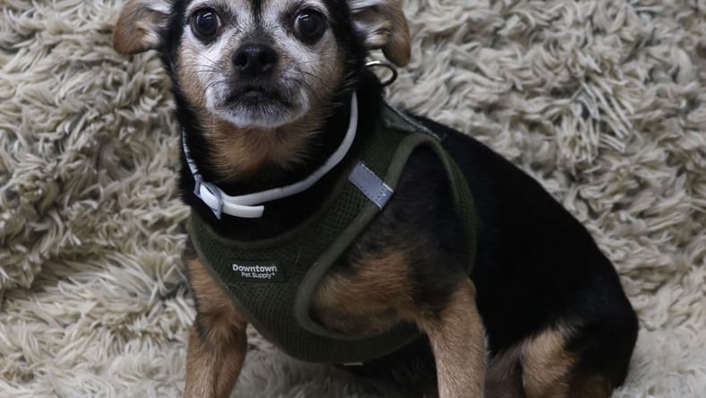 Ruger - Miniature Pinscher