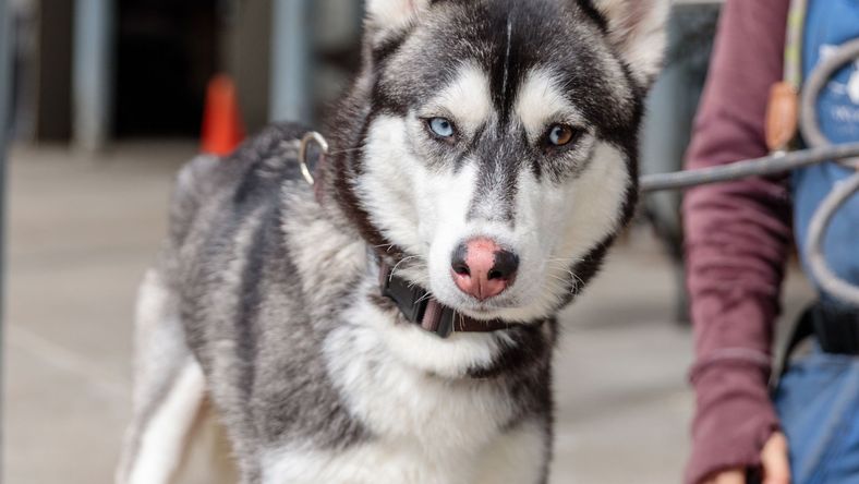 Lilac - Husky
