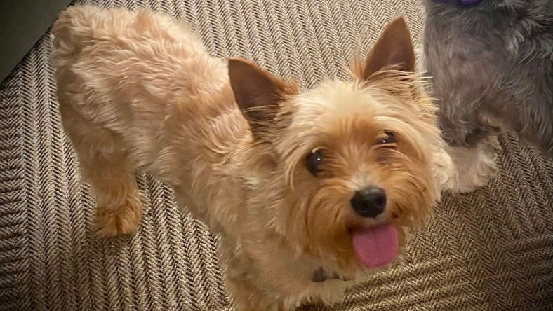 Mickey - Yorkshire Terrier Yorkie