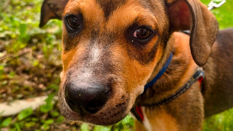 Bluey - Hound