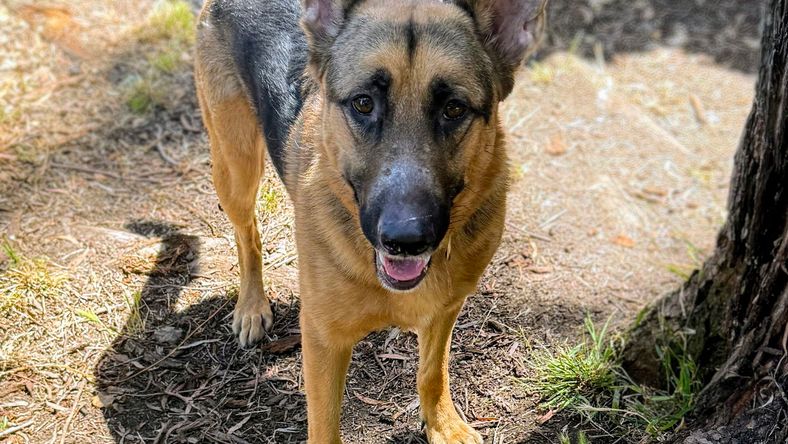 Charles Barkley - German Shepherd Dog