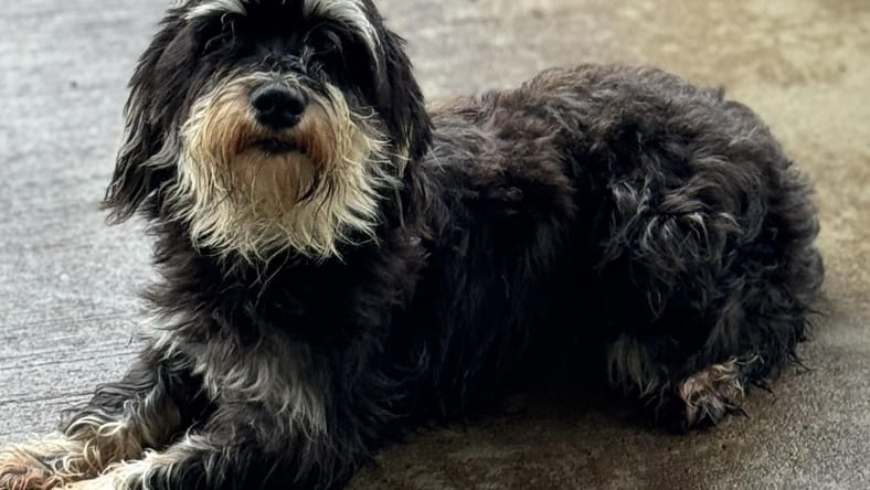 Daisy - Miniature Schnauzer
