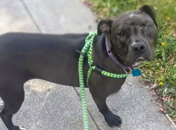 Tawney - American Pit Bull Terrier