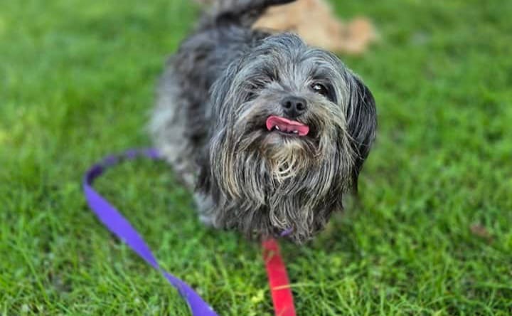 Char available 6/7 - Shih Tzu