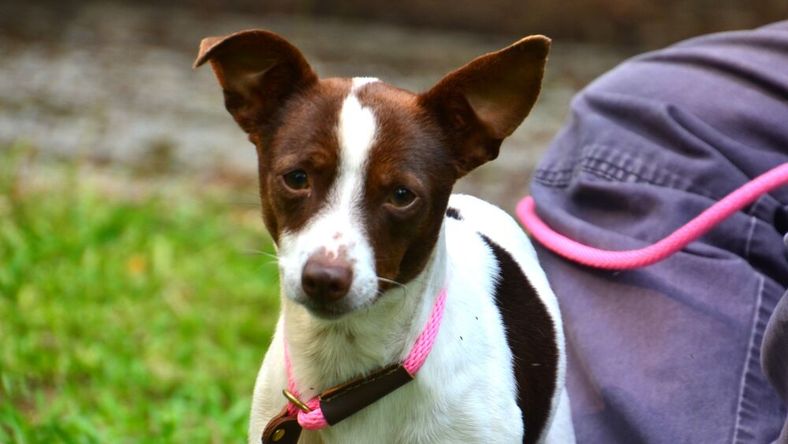 Jaynee - Chihuahua