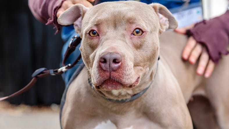 Egypt - American Pit Bull Terrier