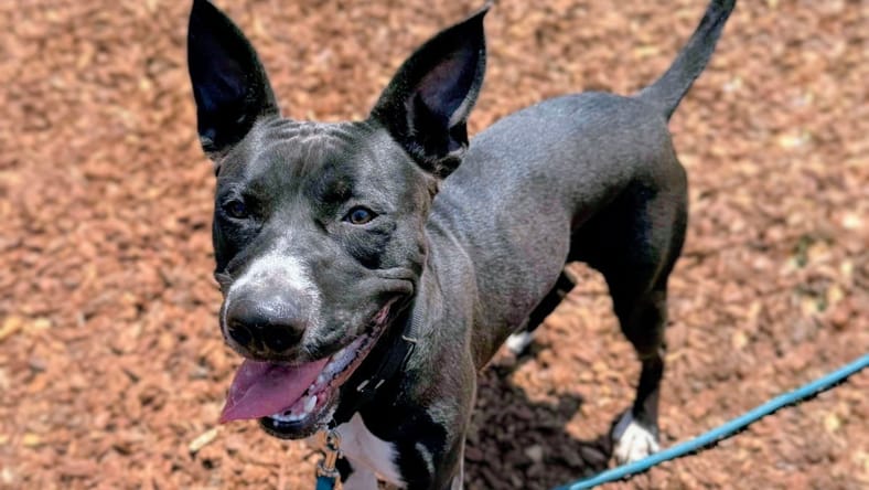 Seraphina - American Pit Bull Terrier