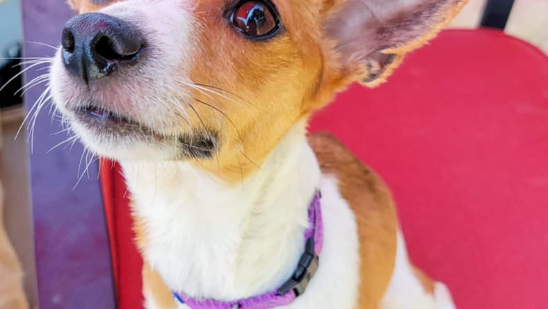 Tansy - Rat Terrier