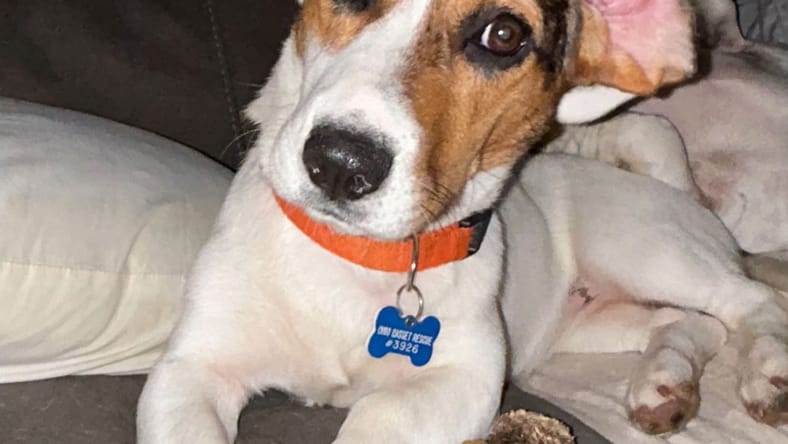 Darby - Beagle