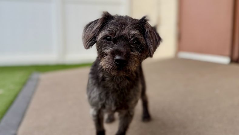 Milo Wigglesworth - Miniature Schnauzer