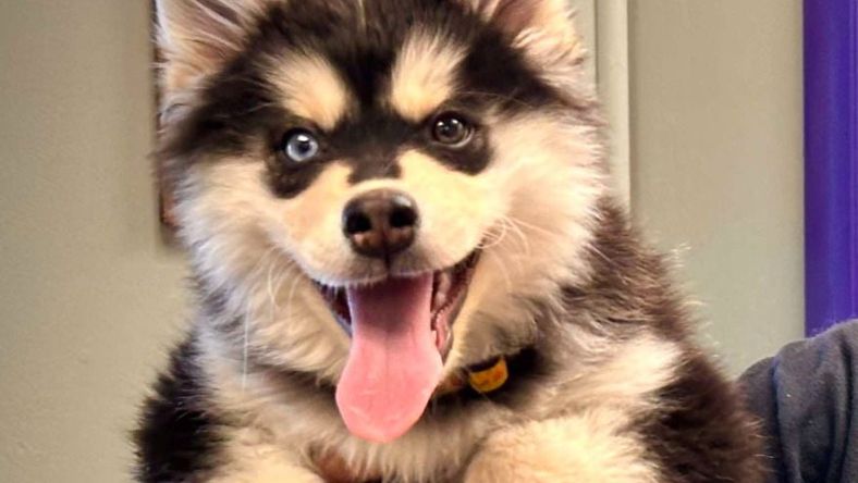 Romeo (Ziggy 2) - Pomeranian