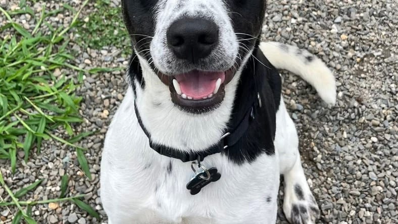 Grady SCAS - Labrador Retriever