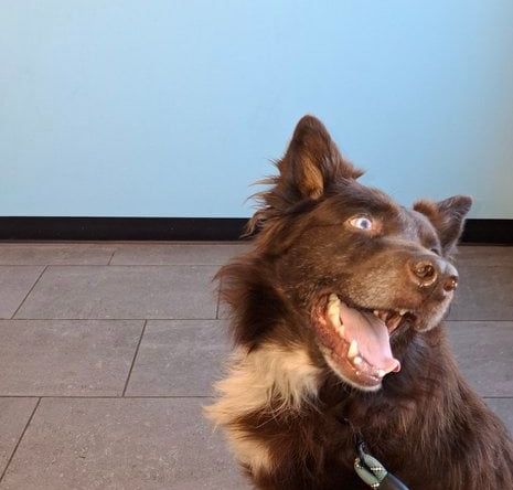Australian Shephard named Klaus