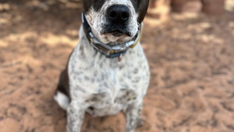 Didgeri - Cattle Dog