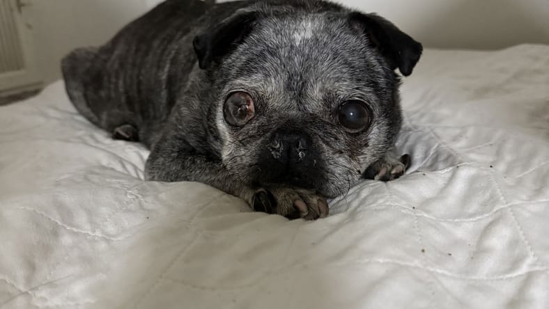 Lottie - Pug