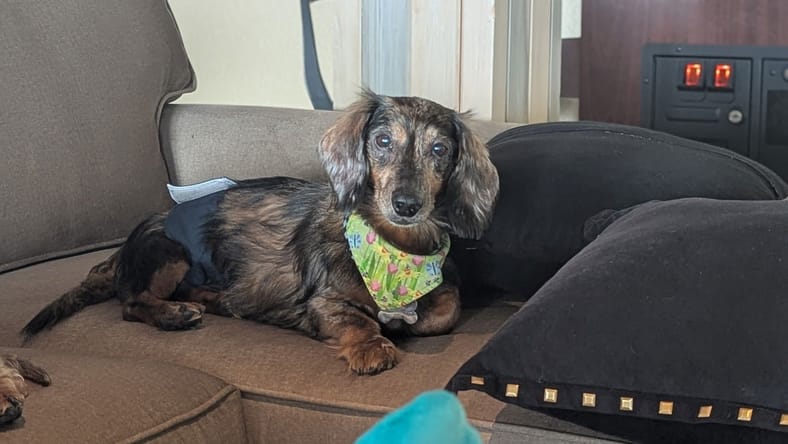 Dr. Frank-N-Furter - Dachshund