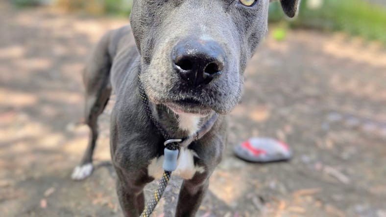 Sula - American Pit Bull Terrier