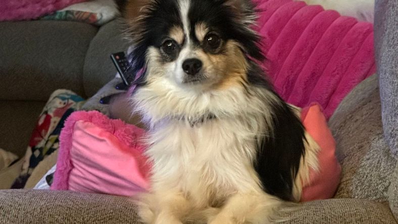 Freya - Pomeranian