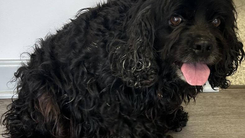 Gracie - Cocker Spaniel