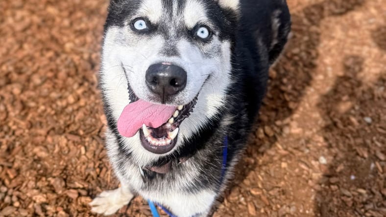 Neo - Husky