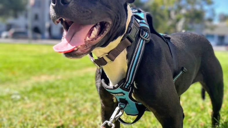 Dylan - Pit Bull Terrier