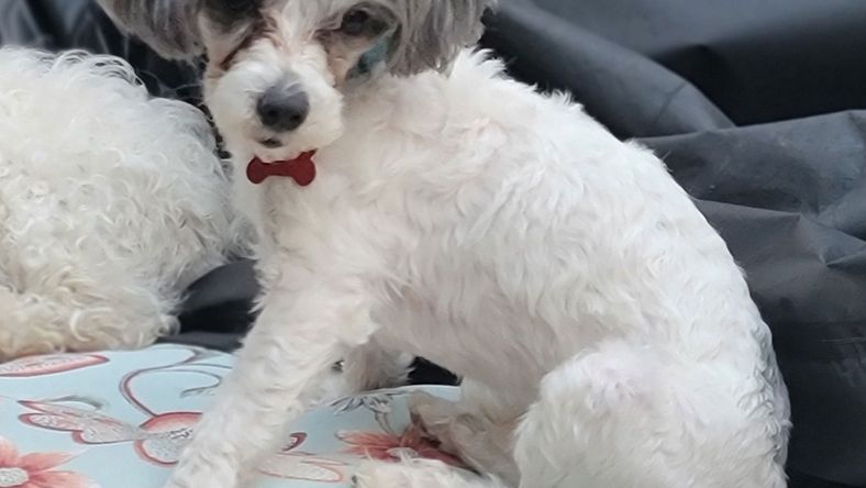 Bixby-The Most Playful Pup On The Planet - Poodle (Toy)